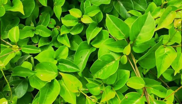 La Giang-Aganonerion Vegetable