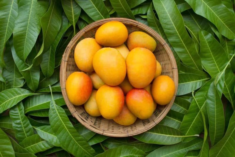 Mango - a fruit with many nutritional values and health benefits