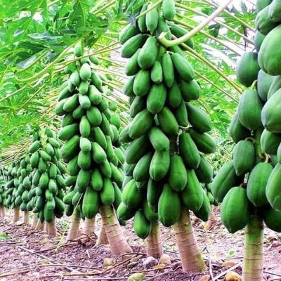 Trái cây Đủ đủ chín hữu cơ - Papaya