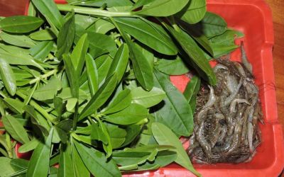 Rau Sâm đất-Talinum Vegetable