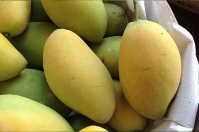 Xoài Tứ quý chín-Mango
