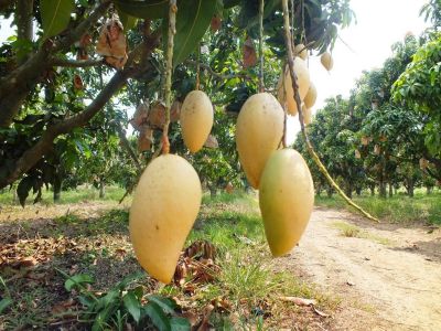 Xoài Tứ quý chín-Mango