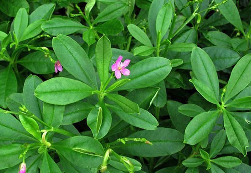 Rau Sâm đất-Talinum Vegetable