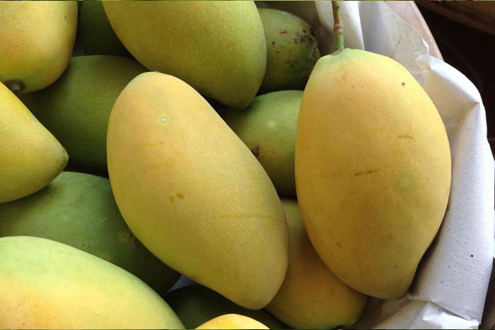 Xoài Tứ quý chín-Mango